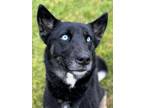 Marigold Husky Adult Female