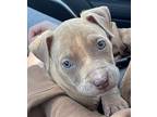 Foster Needed - Cadbury Terrier (Unknown Type, Medium) Puppy Male