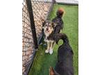 Theodore 258-24 Terrier (Unknown Type, Small) Puppy Male