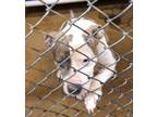 Mindy American Pit Bull Terrier Adult Female