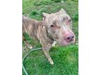 Mandi American Pit Bull Terrier Adult Female