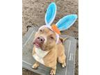 Sweetheart American Pit Bull Terrier Adult Female
