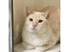 Larry Siamese Adult Male
