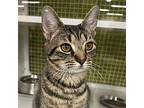 Maggie Domestic Shorthair Kitten Female