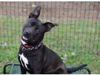 Adopt Velvet a Pit Bull Terrier