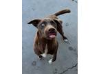 Adopt Iris a Labrador Retriever, Mixed Breed