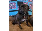 Adopt Bunnie a Pug