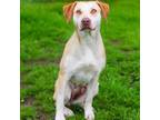 Adopt Jinx 24-03-048 a Vizsla, Labrador Retriever