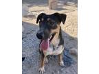 Adopt Rocky Road a Australian Cattle Dog / Blue Heeler, Shepherd