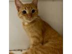 Adopt Miami Shores a Domestic Short Hair