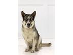 Adopt Paige a Husky