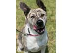 Adopt Phoenix a Mastiff