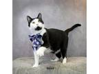 Adopt Silas a Domestic Medium Hair