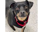 Adopt Shaggy a Dachshund