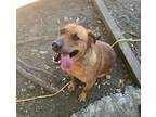 Adopt Snoopy a Catahoula Leopard Dog, Golden Retriever