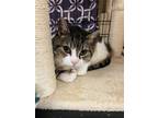 Adopt Pudge a Domestic Short Hair