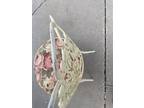 Hollywood Regency Vanity Boudoir Parlor Chair Stool Kessler Vintage Cast Metal