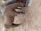 Trail Horse