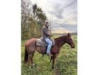 BreakawayTiedownRanch Horse