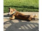 Adopt Love a Australian Shepherd, Bull Terrier