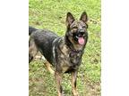 Adopt Kela a German Shepherd Dog, Mixed Breed