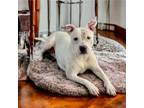 Adopt Raven a Pit Bull Terrier, Mixed Breed