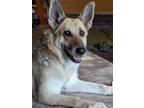 Adopt Amber a German Shepherd Dog
