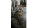 Adopt Jade a Domestic Short Hair, Tabby