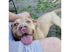 Adopt Eva a Pit Bull Terrier