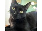 Adopt Mirabel a Domestic Short Hair, Bombay