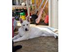 Adopt Blanca a White German Shepherd