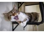 Adopt Lucius (FCID# 01/24/24-3) C, SN heart med a Tabby