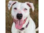 Adopt Mingo a Dalmatian