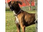 Adopt Wheeler a Whippet