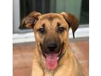 Adopt Holmes - Adopt Me! a Plott Hound, Shepherd