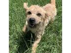 Adopt Peter Piper a Poodle, Terrier