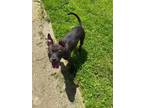 Adopt Squirrel a Mixed Breed