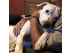 Adopt Bruce (AKA Zeus) a Mixed Breed, Pointer