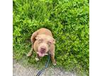 Adopt Lil Anne a Pit Bull Terrier