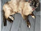 Adopt Muppet a Siamese