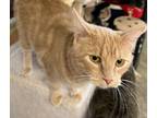 Adopt Mia (Myrnah) a Domestic Short Hair