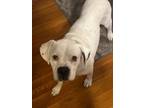 Adopt Kizzy a Boxer
