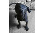 Adopt Lucia a Plott Hound, Labrador Retriever