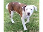 Adopt Ganja-Tang a Terrier, Hound