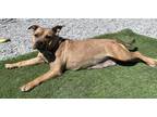 Adopt Monte a Staffordshire Bull Terrier, Mixed Breed