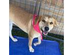 Adopt April a German Shepherd Dog