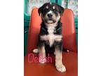 Adopt Delilah a Shepherd, Labrador Retriever