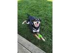 Adopt Simba a Labrador Retriever, Hound