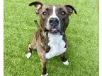 Adopt KEENAN a American Staffordshire Terrier, Mixed Breed