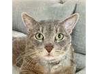 Adopt Buban a Domestic Short Hair